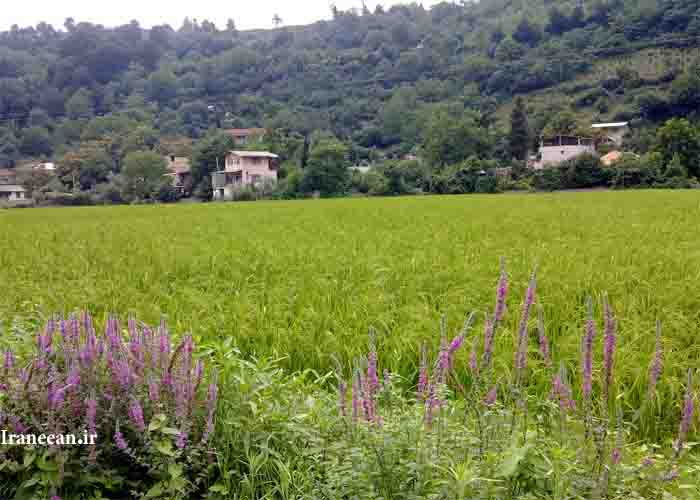 روستای آهودشت