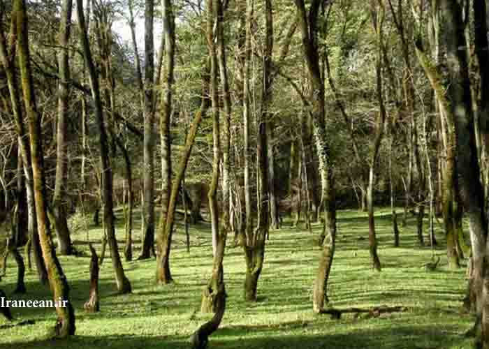 پارک جنگلی چالوس